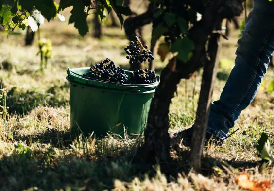 Weninger Winery   hand harvest 04   c Nicole Heiling