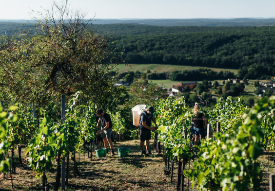 Weninger Winery   harvest on Saybritz 02   c Nicole Heiling