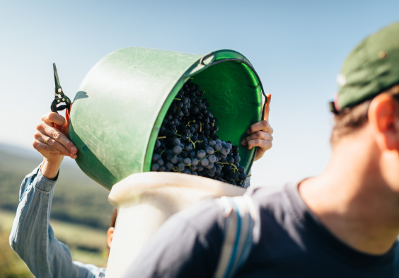 Weninger Winery   harvest on Saybritz 03   c Nicole Heiling