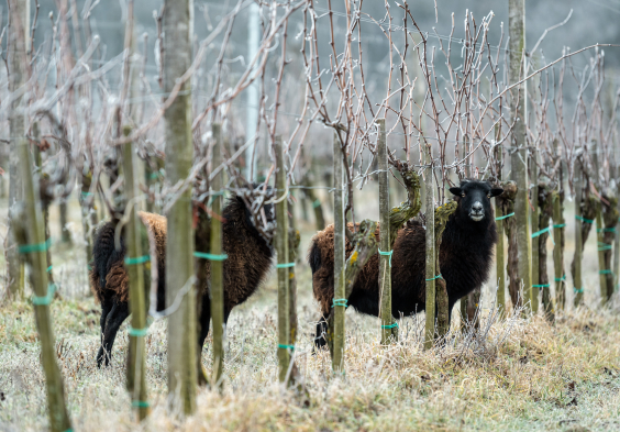 Weninger Winery   sheep on Frettner 02   c Tilo Wiedensohler