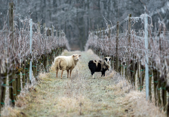 Weninger Winery   sheep on Frettner 03   c Tilo Wiedensohler
