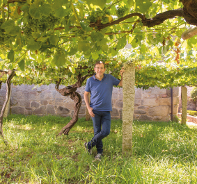 Mann in einem Weinberg, von dichtem Laub umgeben, neben einer Steinmauer.