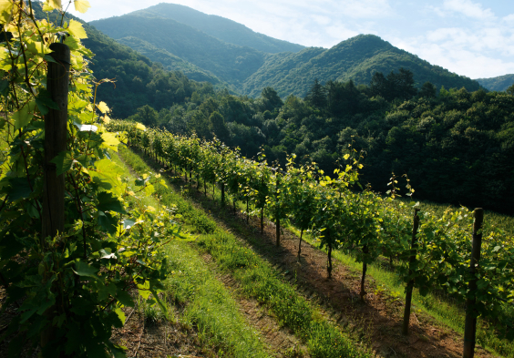 Zuccolo Colli Orientali 3