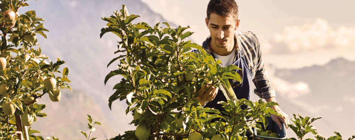 Mann erntet Äpfel in sonnigem Obstgarten vor Bergkulisse.