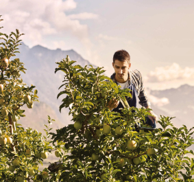 Mann erntet Äpfel in sonnigem Obstgarten vor Bergkulisse.