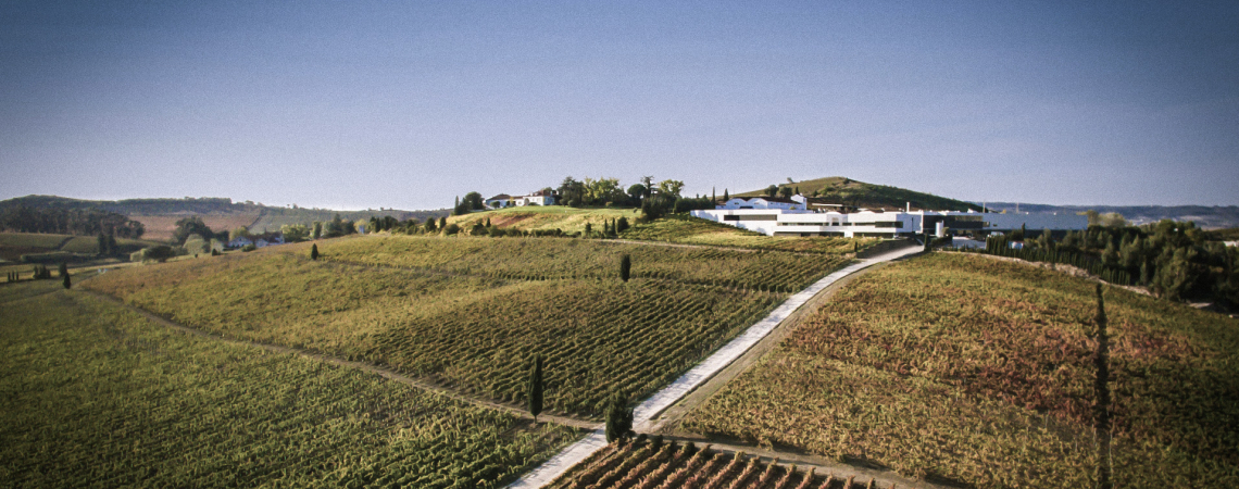Weinberge auf sanften Hügeln mit modernem Gebäude unter klarem, blauem Himmel.