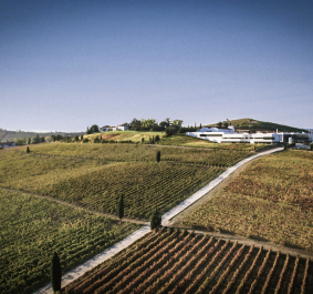 Weinberge auf sanften Hügeln mit modernem Gebäude unter klarem, blauem Himmel.
