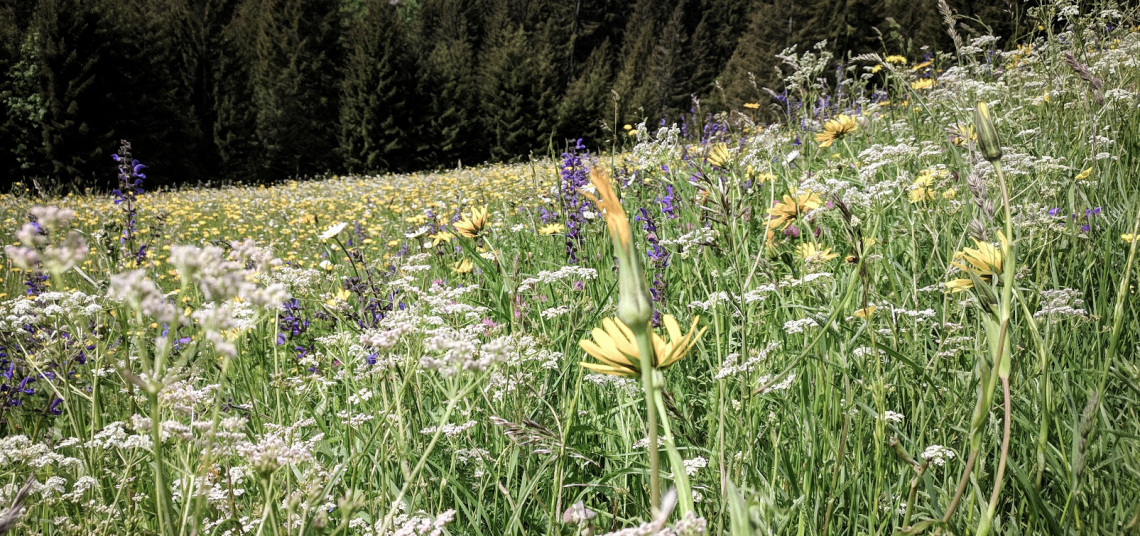 Bunte Blumenwiese mit gelben und lila Blüten vor einem Waldhintergrund.