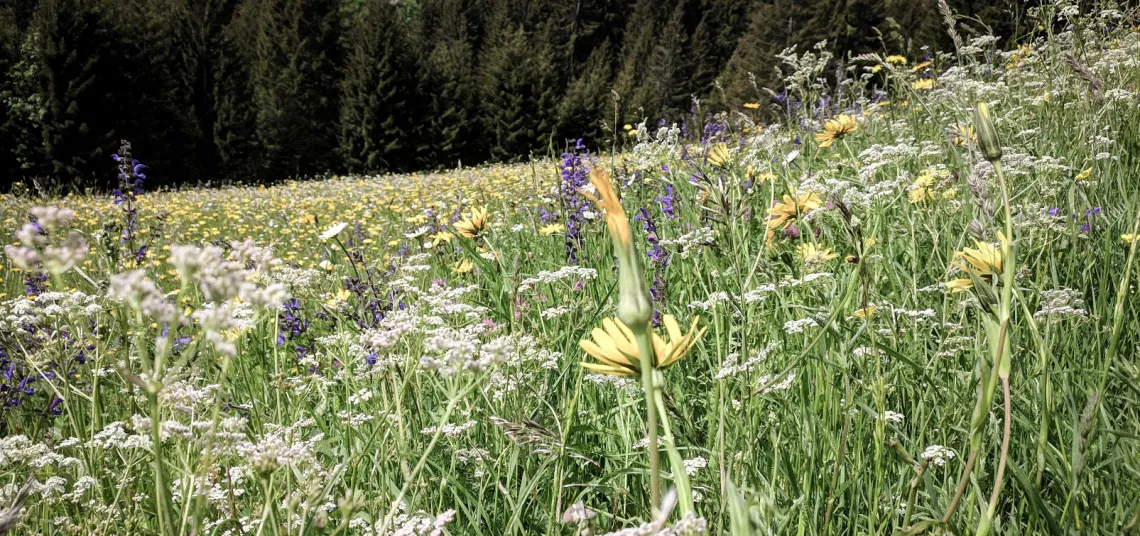 Bunte Blumenwiese mit gelben und lila Blüten vor einem Waldhintergrund.