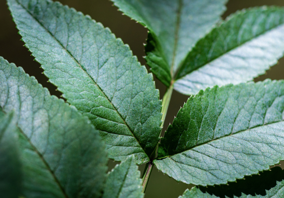 biberundengel engelwurz close