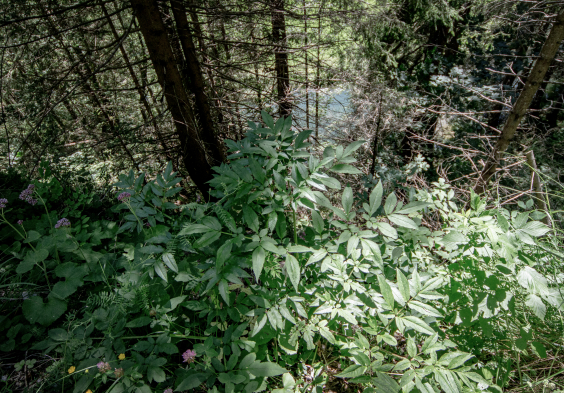 biberundengel engelwurz