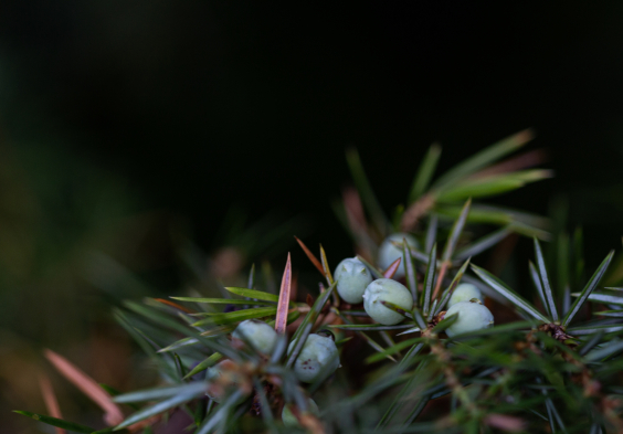 biberundengel wacholder
