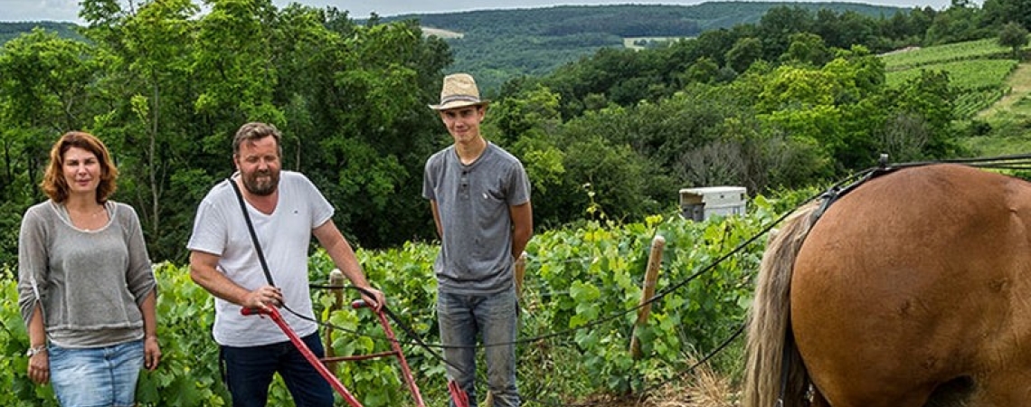 Drei Personen mit Pferd und Pflug auf einem Weinberg.