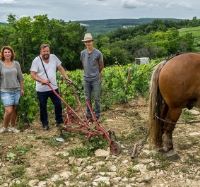 Drei Personen mit Pferd und Pflug auf einem Weinberg.