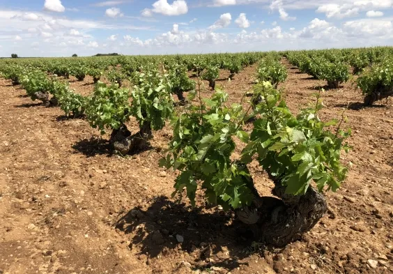 bodegas alceno (1)