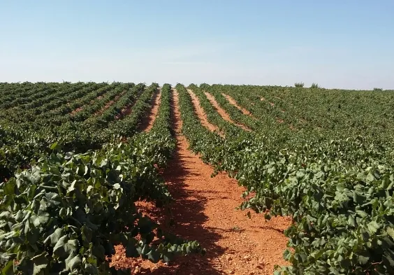 bodegas alceno (2)