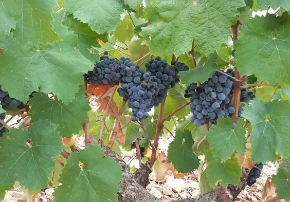 bodegas alceno (3)