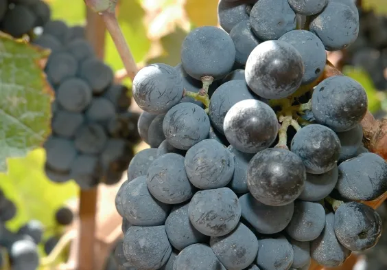 bodegas alceno (4)