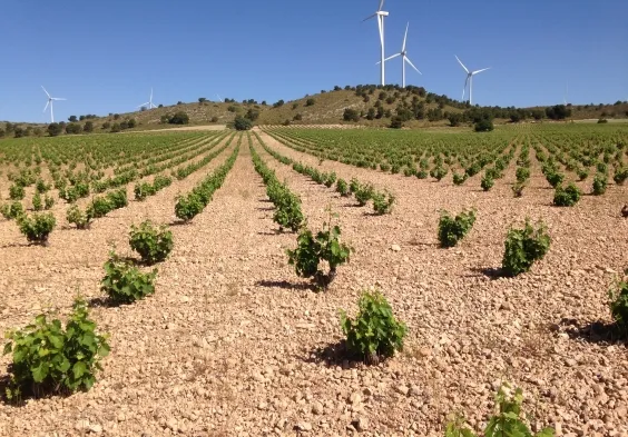 bodegas alceno (5)