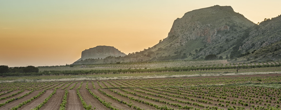 Weinberge bei Sonnenuntergang mit Hügeln im Hintergrund.