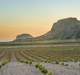 Weinberge bei Sonnenuntergang mit Hügeln im Hintergrund.