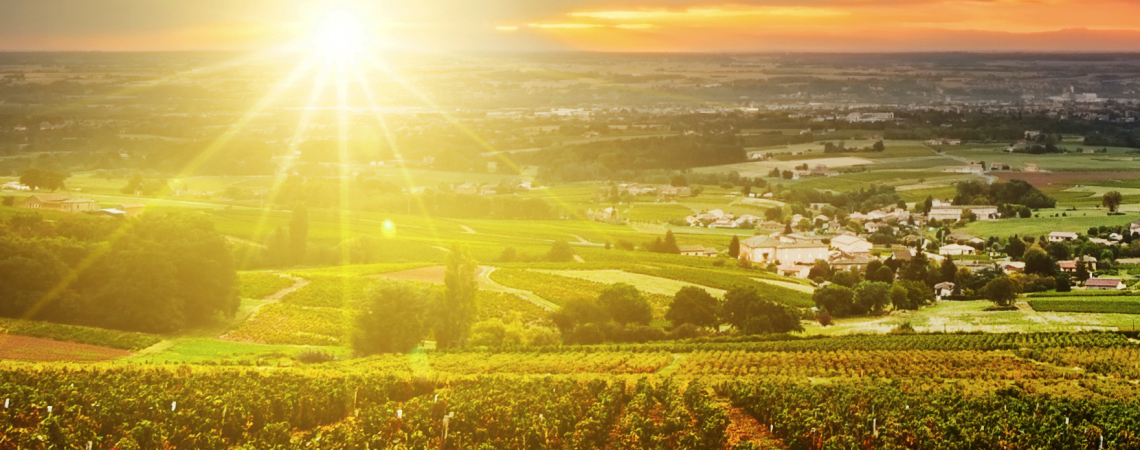 Sonnenuntergang über weiten grünen Weinbergen und Hügeln.