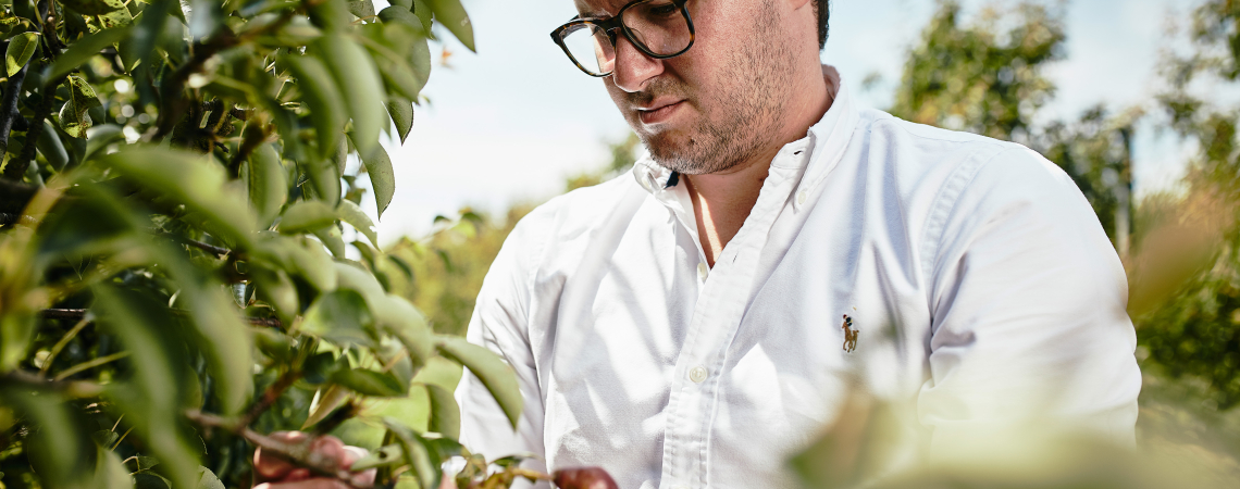 Mann in weißem Hemd pflückt Früchte von einem Baum im Freien.