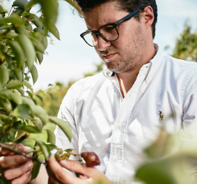 Mann in weißem Hemd pflückt Früchte von einem Baum im Freien.
