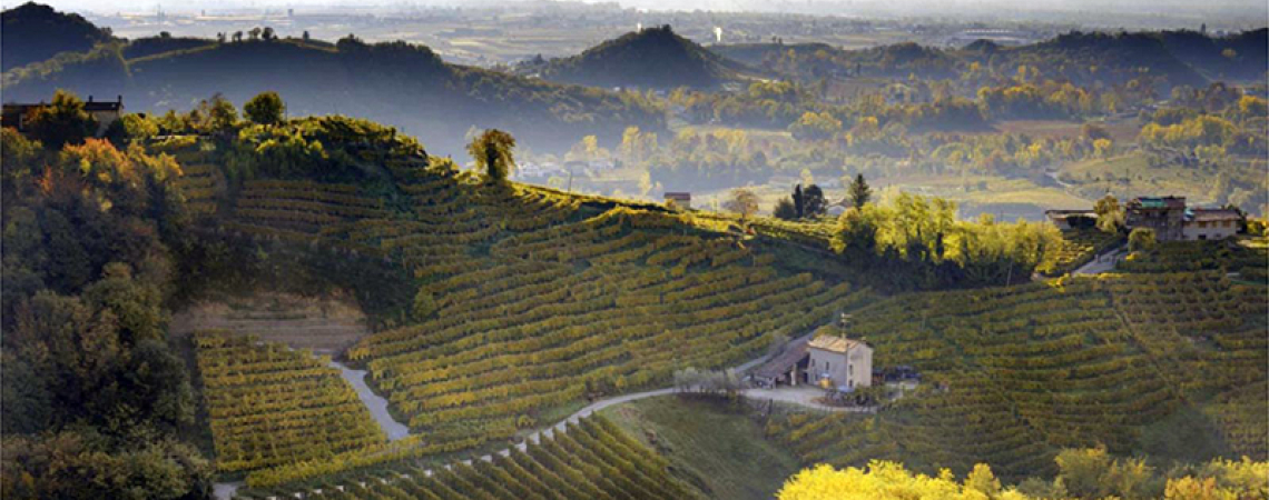 Landschaft mit grünen Weinbergen, Hügeln und nebligem Horizont im Morgenlicht.