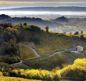Landschaft mit grünen Weinbergen, Hügeln und nebligem Horizont im Morgenlicht.