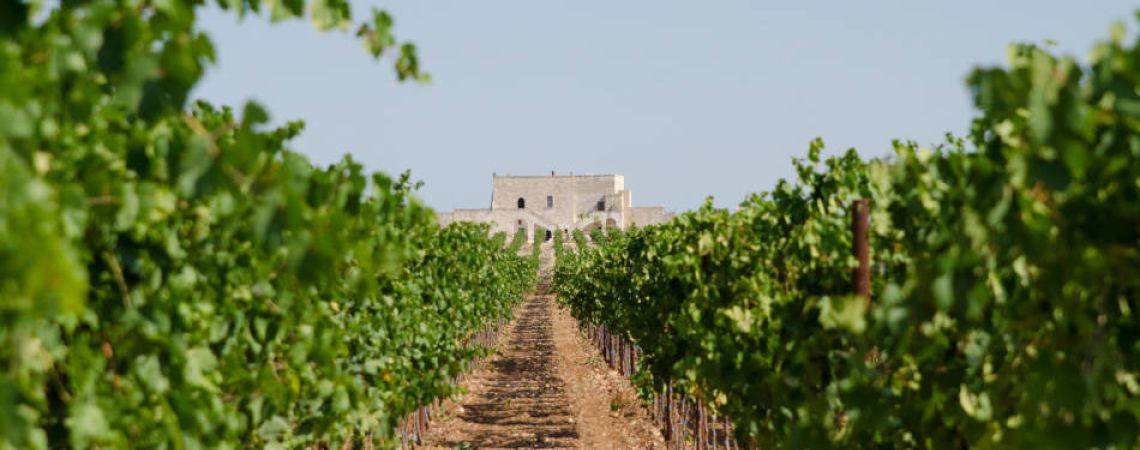 Grüner Weinberg mit breitem Pfad, im Hintergrund ein steinernes Gebäude.