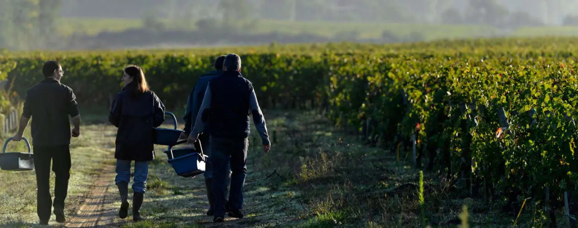 Vier Personen mit Körben gehen durch ein grünes Weinbergfeld bei Tagesanbruch.