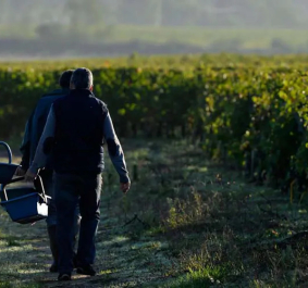 Vier Personen mit Körben gehen durch ein grünes Weinbergfeld bei Tagesanbruch.