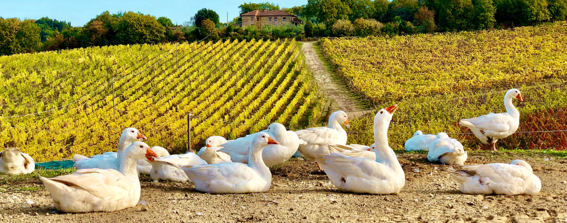 Weiße Gänse auf Feldweg, umgeben von herbstlichen Weinbergen und einem Anwesen.