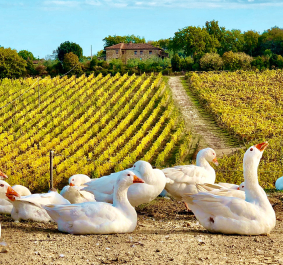 Weiße Gänse auf Feldweg, umgeben von herbstlichen Weinbergen und einem Anwesen.
