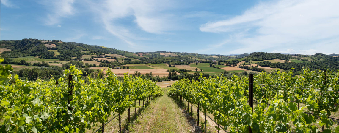 Weinberge unter blauem Himmel mit grünen Hügeln im Hintergrund.