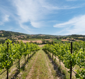 Weinberge unter blauem Himmel mit grünen Hügeln im Hintergrund.