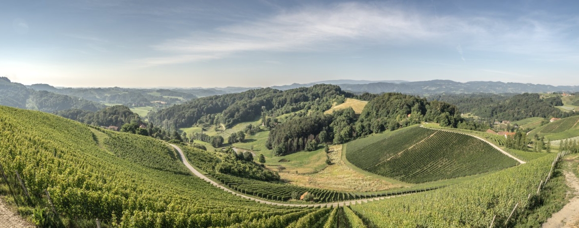 Weinberge in hügeliger, sonniger Landschaft mit klarem Himmel.
