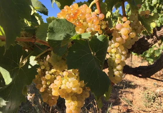 clos du caillou IMG 1045