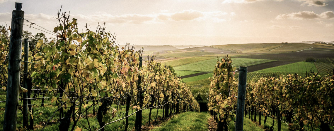 Weinberge bei Sonnenuntergang mit hügeligen Feldern und wolkigem Himmel.