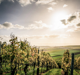Weinberge bei Sonnenuntergang mit hügeligen Feldern und wolkigem Himmel.