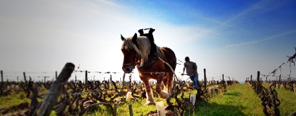 Pferd pflügt einen Weinberg an einem sonnigen Tag.