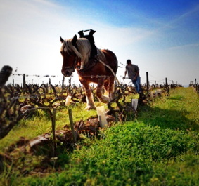 Pferd pflügt einen Weinberg an einem sonnigen Tag.