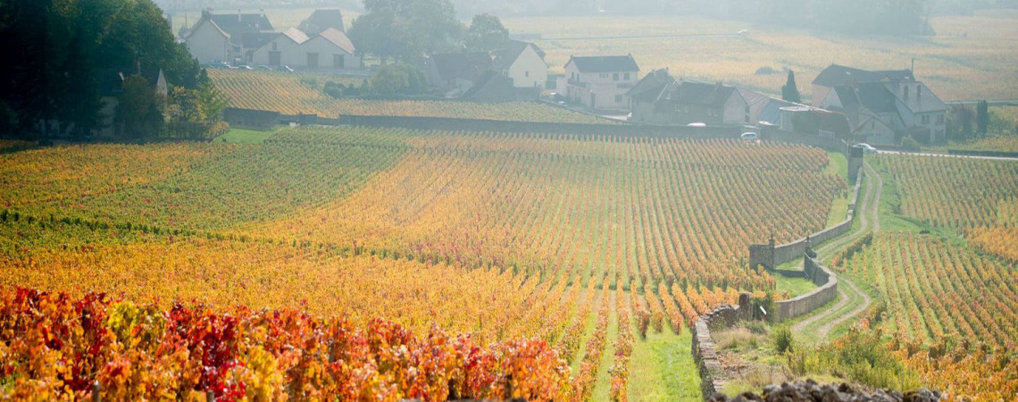 Bunte Weinberge im Herbst mit Dorf und Steinmauer im Hintergrund.