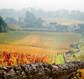 Bunte Weinberge im Herbst mit Dorf und Steinmauer im Hintergrund.