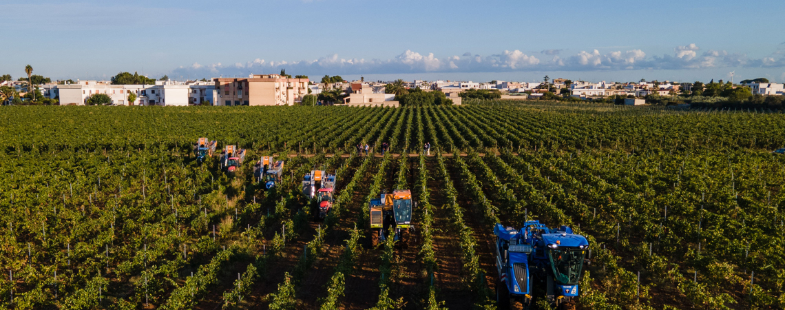 Maschinen ernten in einem großen, grünen Weinberg bei blauem Himmel.