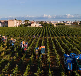 Maschinen ernten in einem großen, grünen Weinberg bei blauem Himmel.