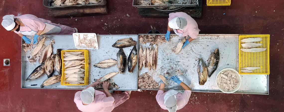 Arbeiter in rosa Uniform verarbeiten Fisch an Edelstahl-Arbeitstischen.