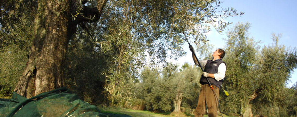 Ein Mann erntet Oliven von einem großen Olivenbaum.