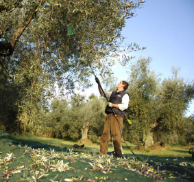 Ein Mann erntet Oliven von einem großen Olivenbaum.